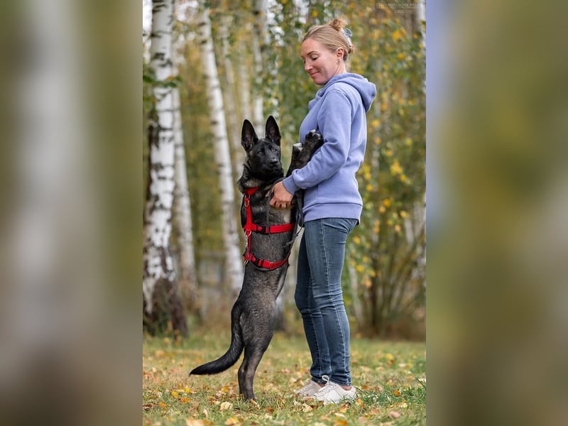 Kluge Suri sucht ihr Zuhause