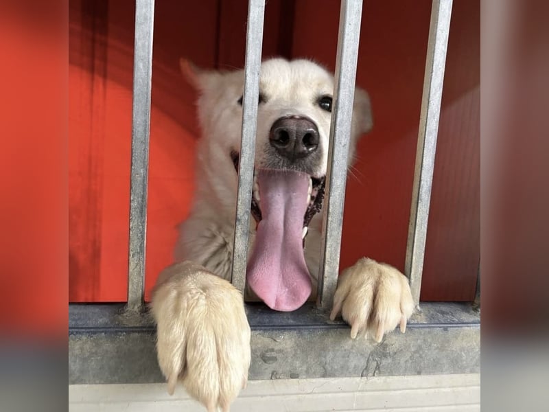 Syd - freundlicher, lieber Bub