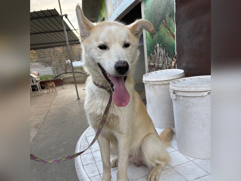 Syd - freundlicher, lieber Bub