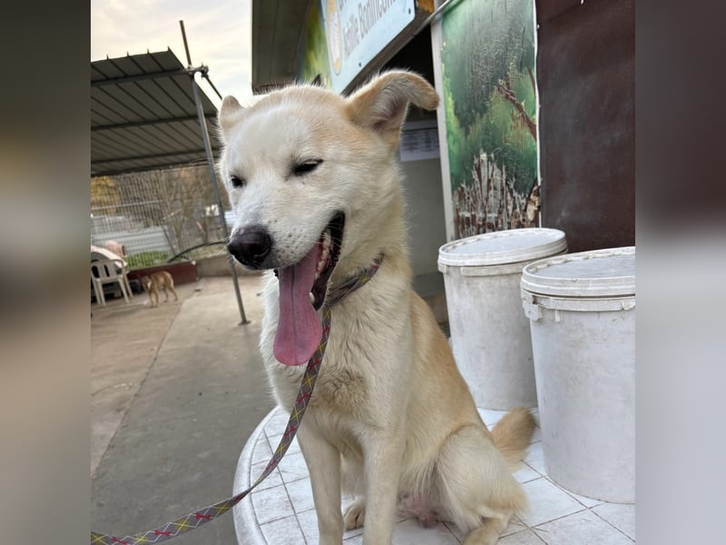 Syd - freundlicher, lieber Bub