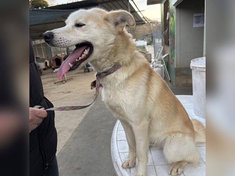 Syd - freundlicher, lieber Bub