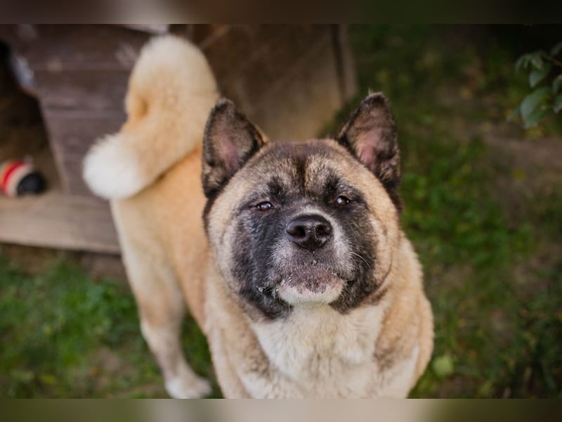 Chip 256598: sucht ein Zuhause