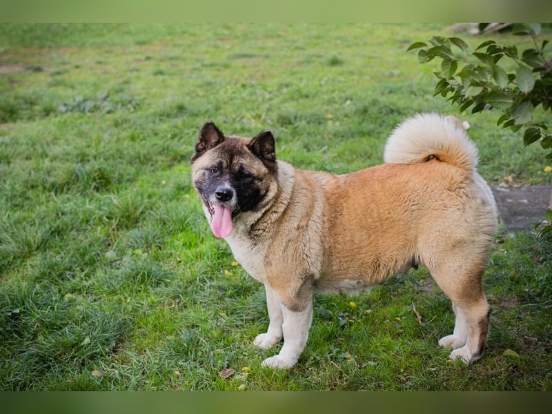 Chip 256598: sucht ein Zuhause