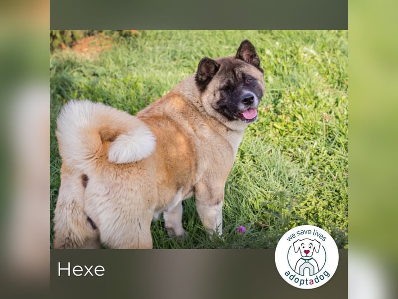 Hexe: sucht ein Zuhause