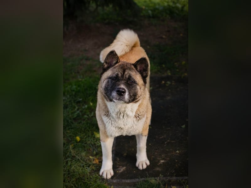 Chip 256598: sucht ein Zuhause