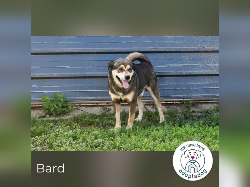Bard 31931 sucht ein zu Hause