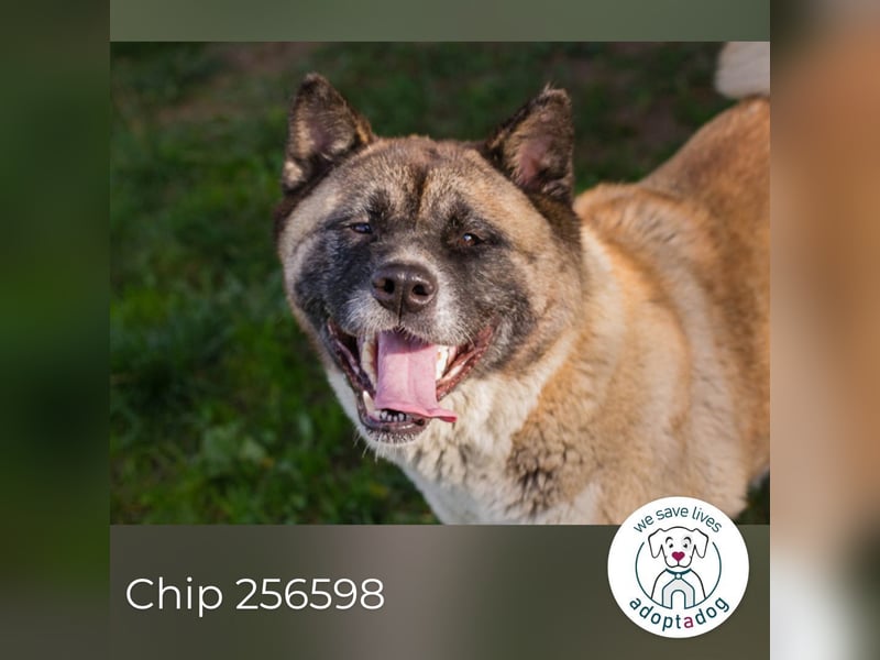 Chip 256598: sucht ein Zuhause