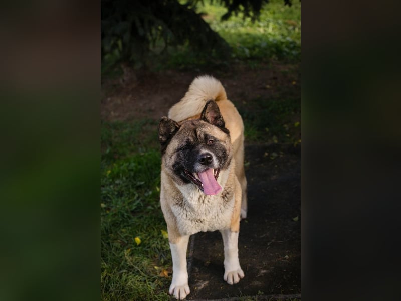 Chip 256598: sucht ein Zuhause