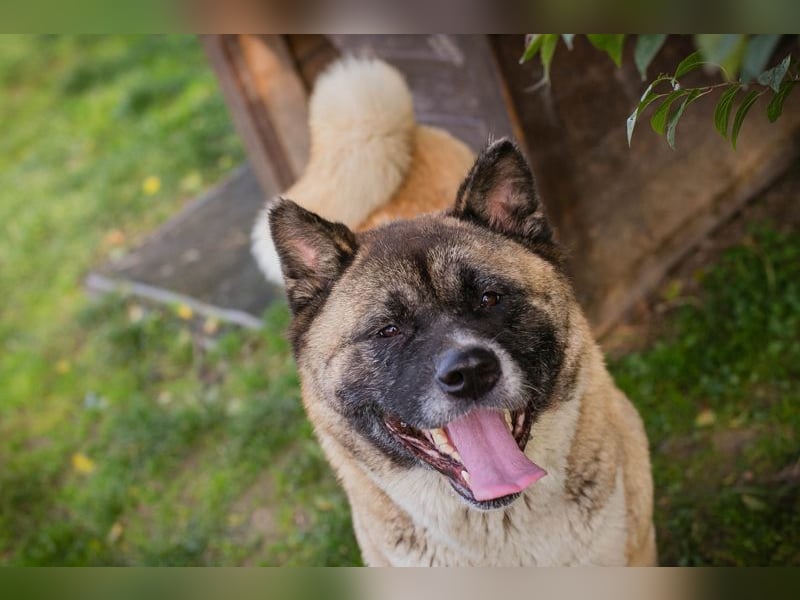 Chip 256598: sucht ein Zuhause