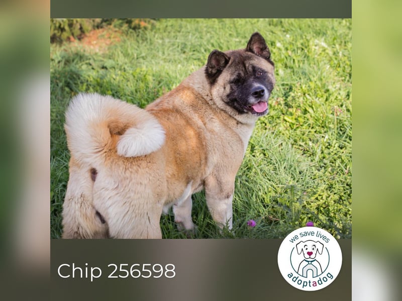 Chip 256598: sucht ein Zuhause