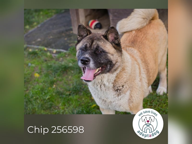 Chip 256598: sucht ein Zuhause