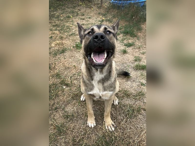 Ninjo: Hundekind sucht ein Zuhause