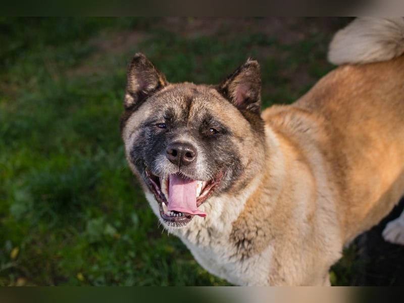 Chip 256598: sucht ein Zuhause