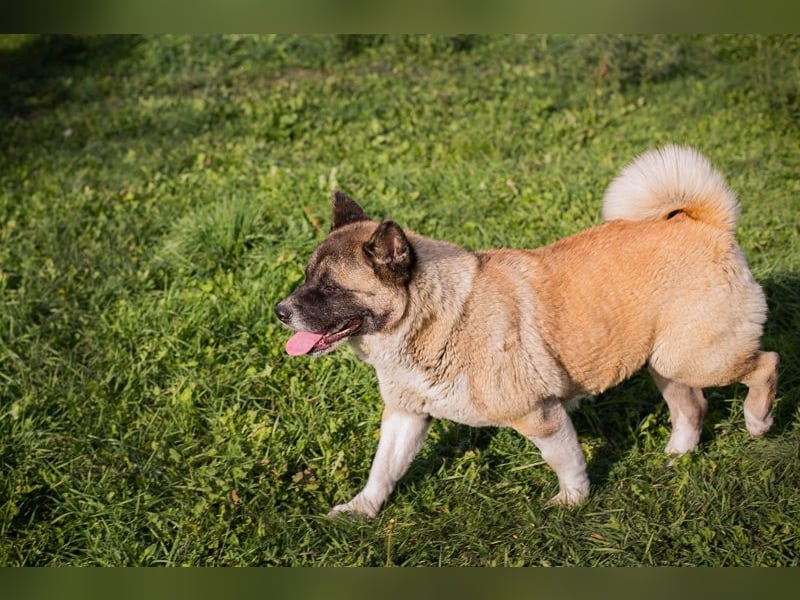 Chip 256598: sucht ein Zuhause