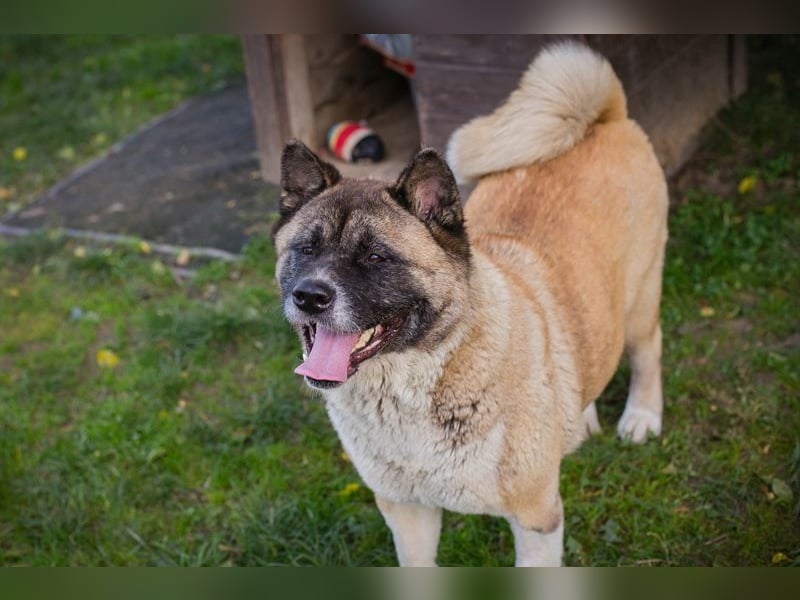 Chip 256598: sucht ein Zuhause