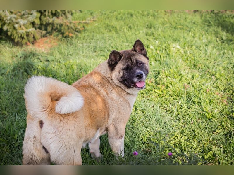 Chip 256598: sucht ein Zuhause