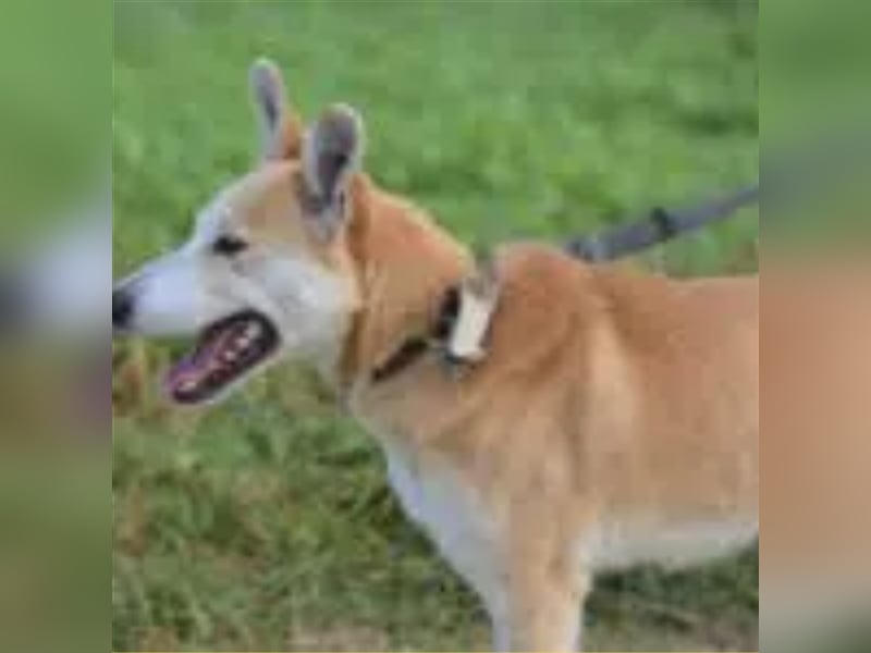 Bobik - Lieber und aktiver Akita-Mischling, ca. 3-4 Jahre alt