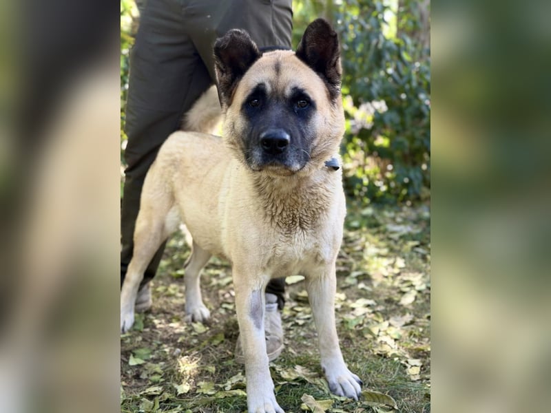 Szamira - Loyale Akita-Dame sucht Menschen mit Erfahrung und Herz