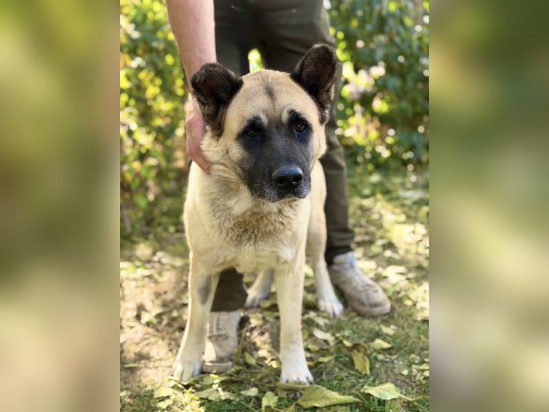 Szamira - Loyale Akita-Dame sucht Menschen mit Erfahrung und Herz