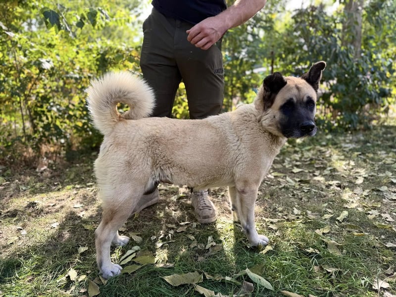 Szamira - Loyale Akita-Dame sucht Menschen mit Erfahrung und Herz
