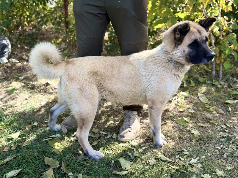 Szamira - Loyale Akita-Dame sucht Menschen mit Erfahrung und Herz