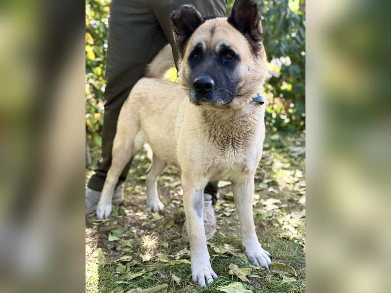 Szamira - Loyale Akita-Dame sucht Menschen mit Erfahrung und Herz