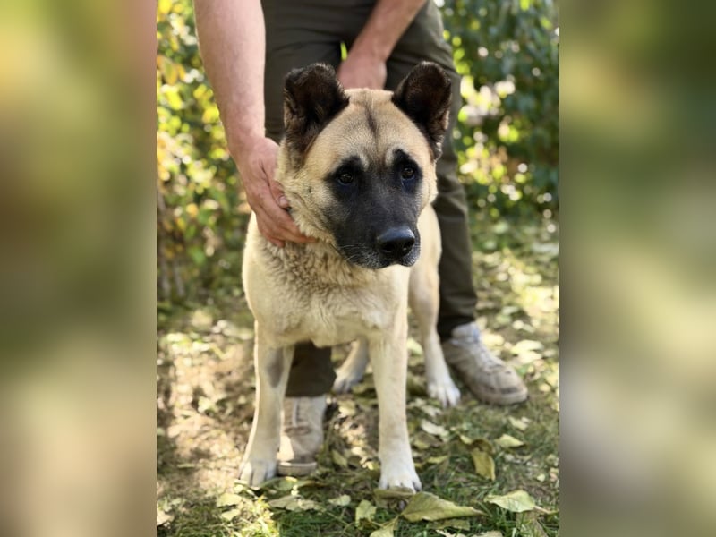 Szamira - Loyale Akita-Dame sucht Menschen mit Erfahrung und Herz