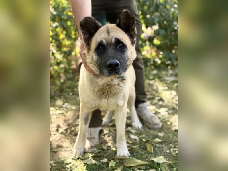 Szamira - Loyale Akita-Dame sucht Menschen mit Erfahrung und Herz