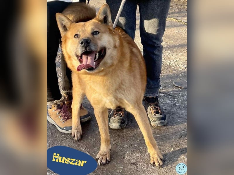 Huszar-VA – kluger Kerl sucht Herzensmenschen