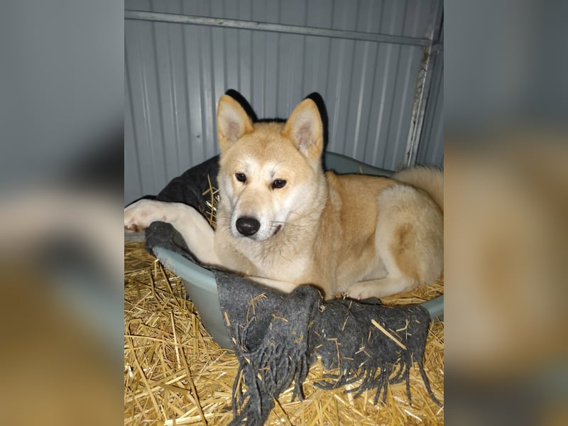 Akira, geboren 18.11.2024, 55cm sucht ihr Körbchen