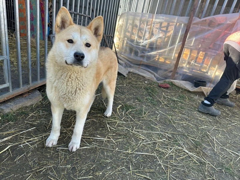 Akira, geboren 18.11.2024, 55cm sucht ihr Körbchen
