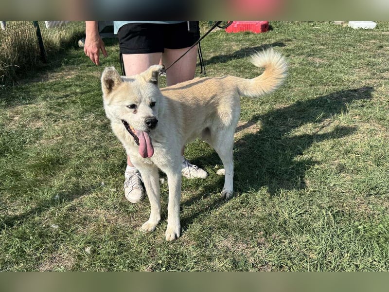 Hachiko, geboren 14.02.2015, 62cm sucht sein letztes Glück