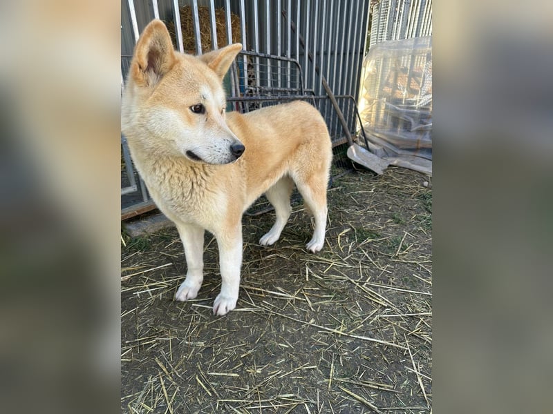 Akira, geboren 18.11.2024, 55cm sucht ihr Körbchen