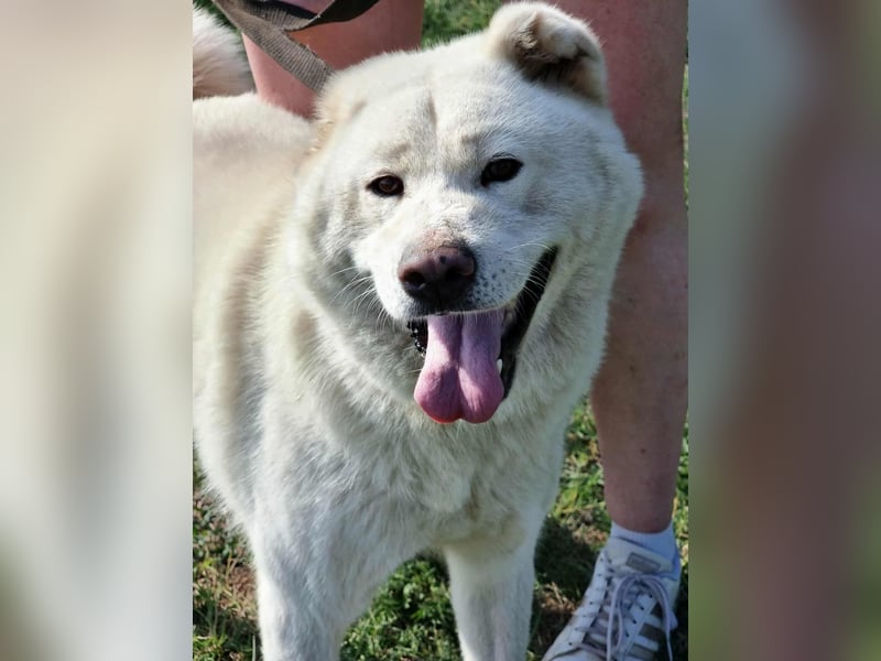 Zuzu, geboren 01.01.2018, 59cm sucht ihre Menschen