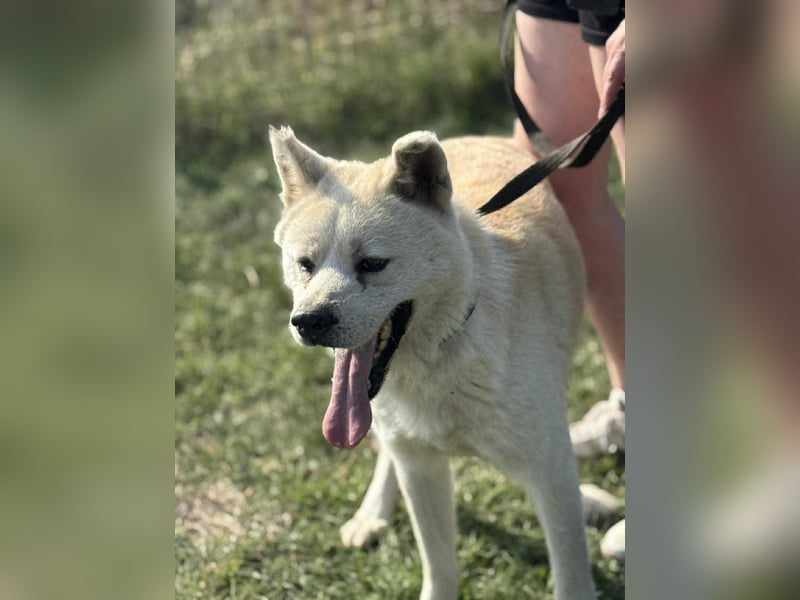 Hachiko, geboren 14.02.2015, 62cm sucht sein letztes Glück