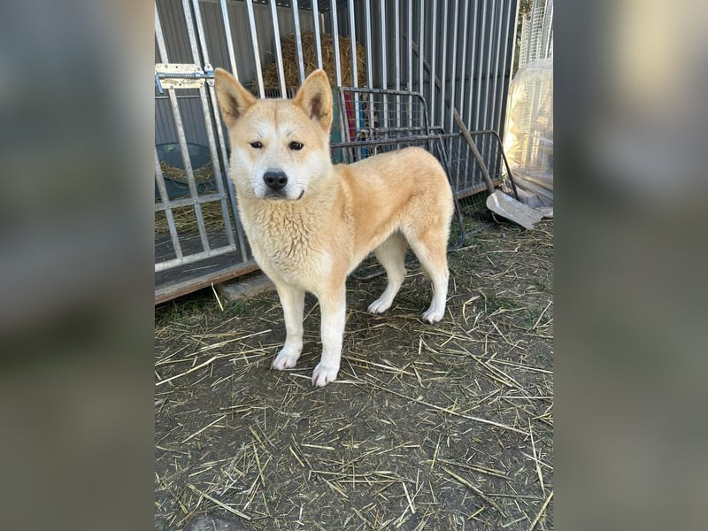 Akira, geboren 18.11.2024, 55cm sucht ihr Körbchen