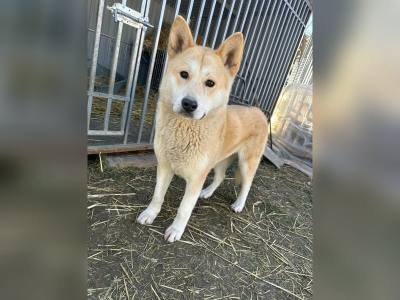 Akira, geboren 18.11.2024, 55cm sucht ihr Körbchen