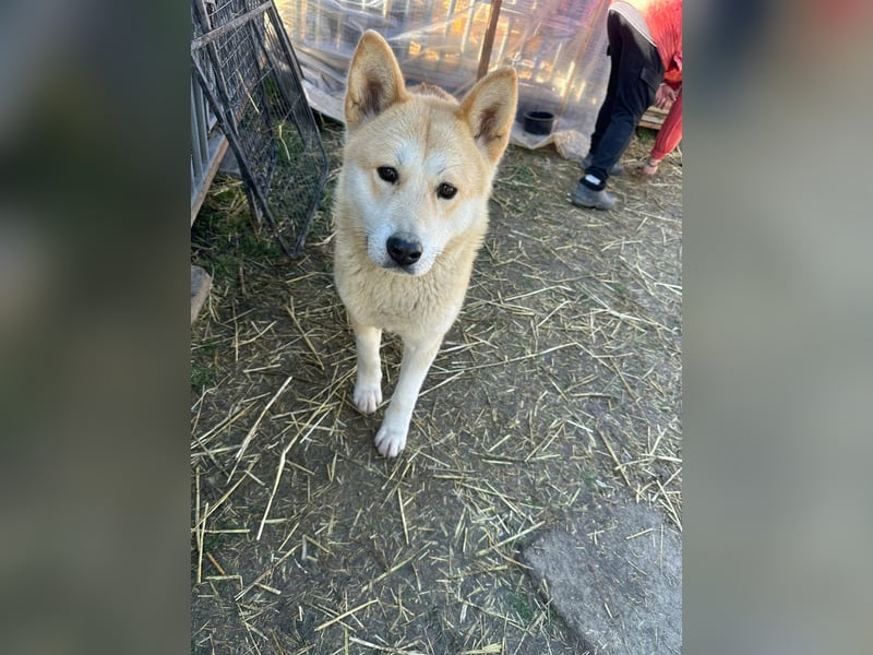 Akira, geboren 18.11.2024, 55cm sucht ihr Körbchen