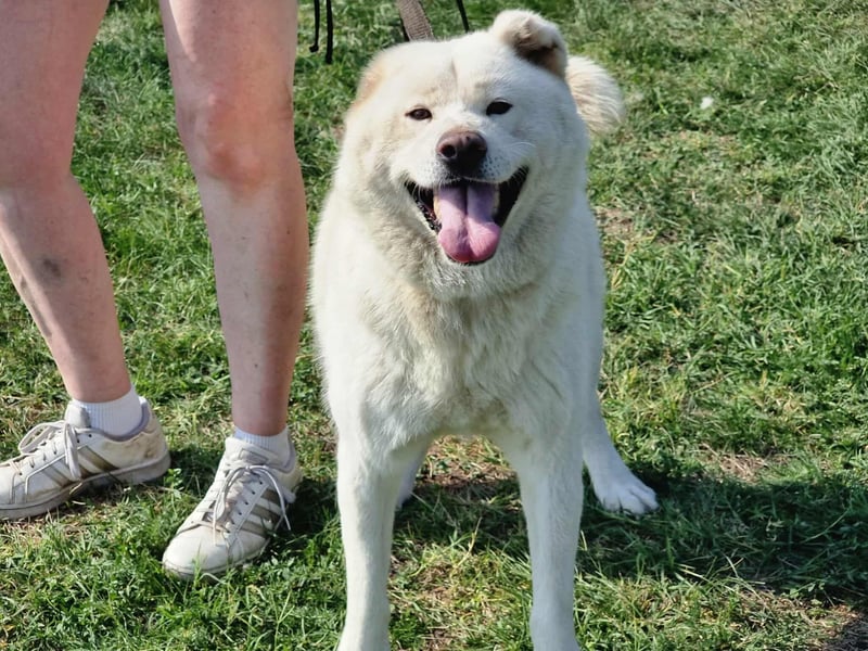 Zuzu, geboren 01.01.2018, 59cm sucht ihre Menschen