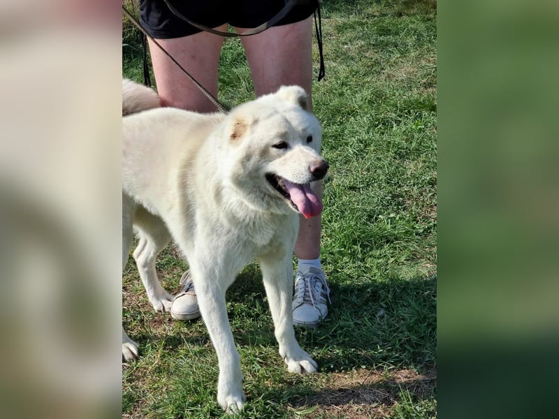 Zuzu, geboren 01.01.2018, 59cm sucht ihre Menschen