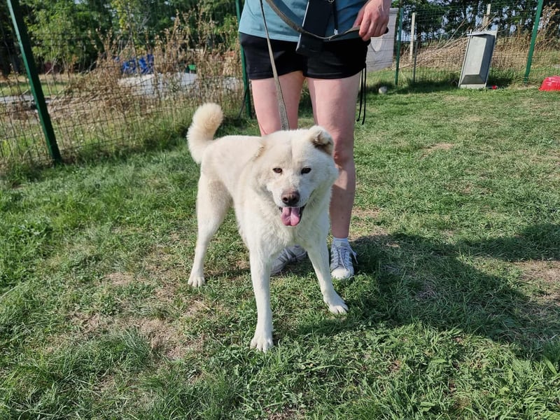 Zuzu, geboren 01.01.2018, 59cm sucht ihre Menschen