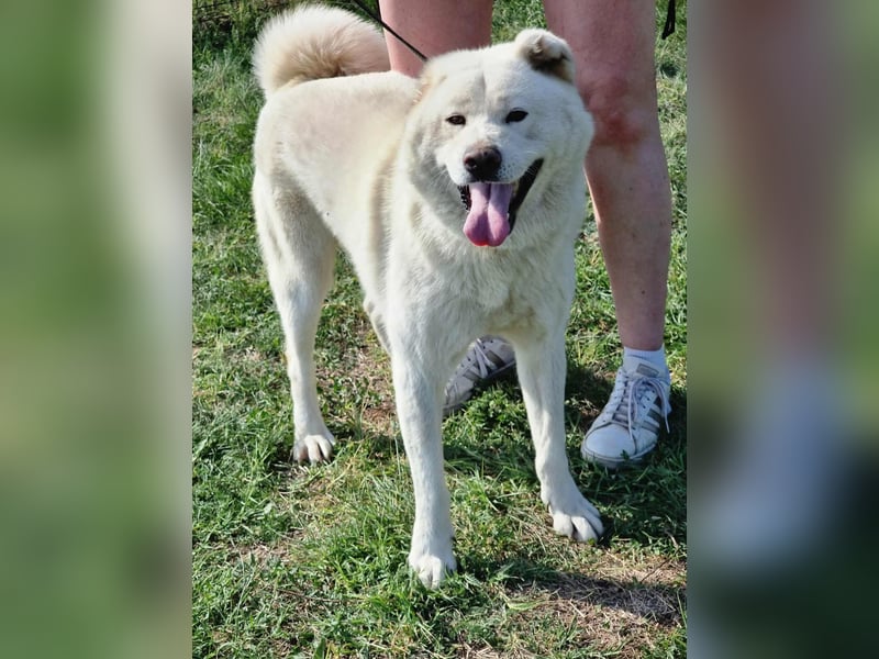 Zuzu, geb 01.2018, 59cm sucht ihr liebevolles zu Hause