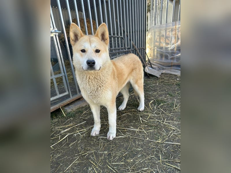 Akira, geboren 18.11.2024, 55cm sucht ihr Körbchen