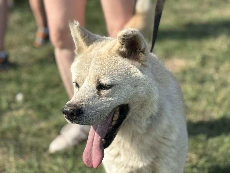 Hachiko, geboren 14.02.2015, 62cm sucht liebevolles zu Hause