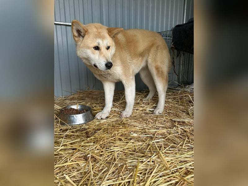 Akira, geboren 18.11.2024, 55cm sucht ihr Körbchen