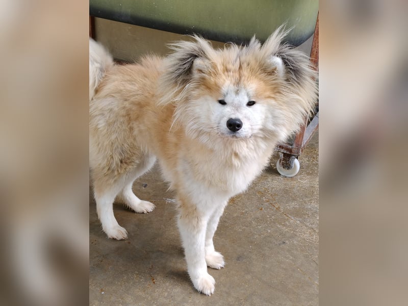 Mamy – die wunderschöne Akita-Mix-Hündin sucht aktive Menschen mit Herz