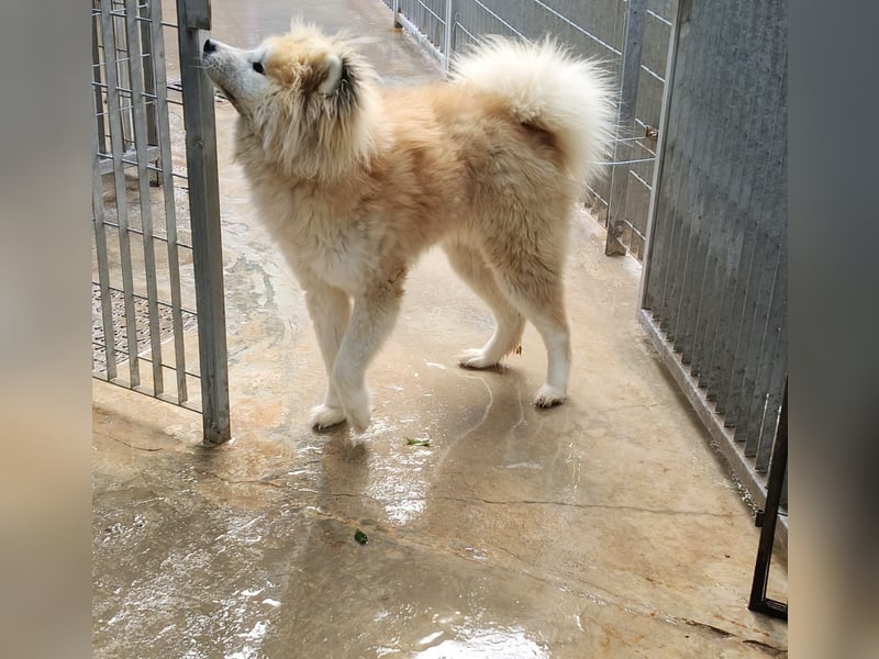 Mamy – die wunderschöne Akita-Mix-Hündin sucht aktive Menschen mit Herz