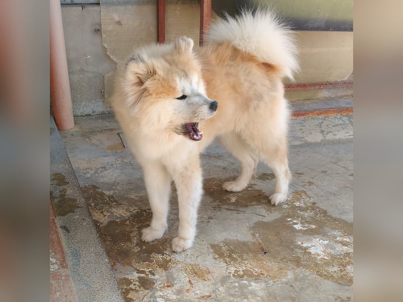 Mamy – die wunderschöne Akita-Mix-Hündin sucht aktive Menschen mit Herz