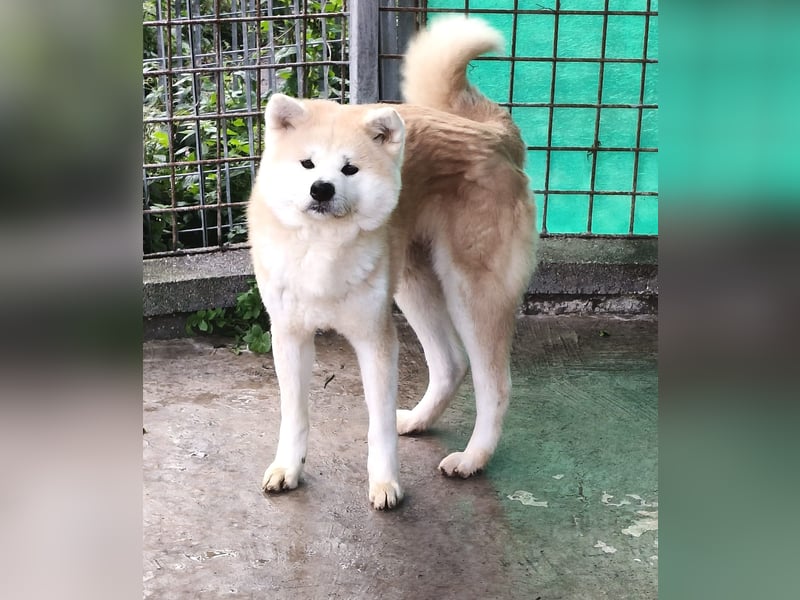 Nao – die ausgeglichene Akita-Mix-Hündin braucht endlich ein Zuhause für immer