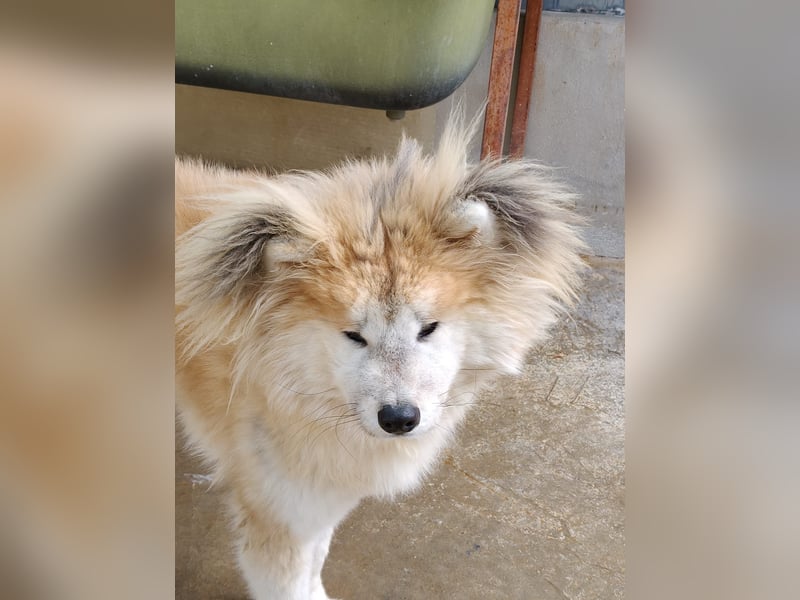 Mamy – die wunderschöne Akita-Mix-Hündin sucht aktive Menschen mit Herz
